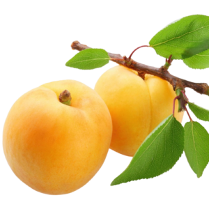 Apricot Ajami Jordan…